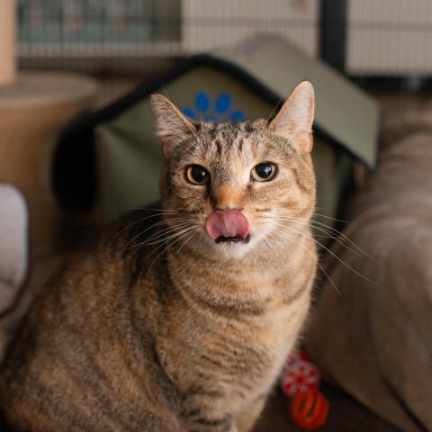 Cersei, an adoptable Domestic Short Hair in Los Angeles, CA_image-2