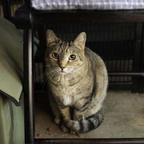 Cersei, an adoptable Domestic Short Hair in Los Angeles, CA_image-5