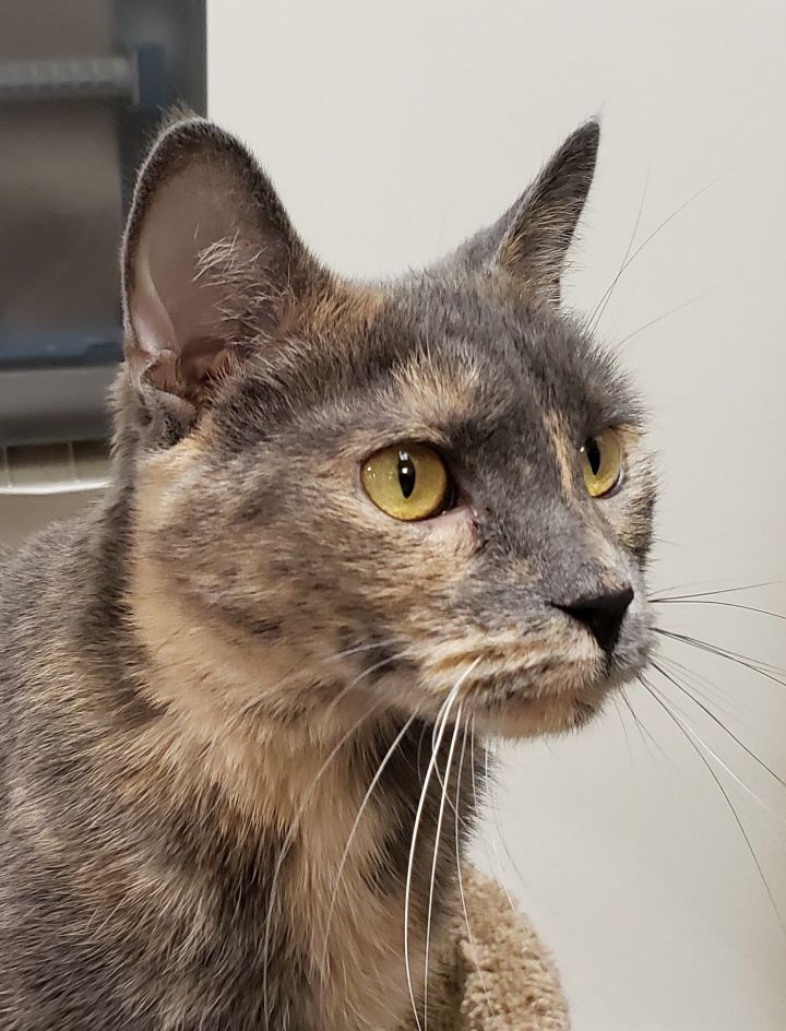 Phoebe 1