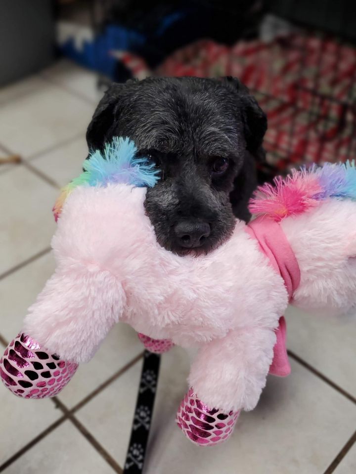 Marley - $250, an adopted Poodle & Basset Hound Mix in Milwaukee, WI_image-5