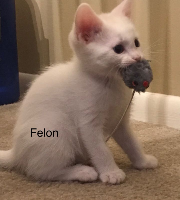 Felon 2