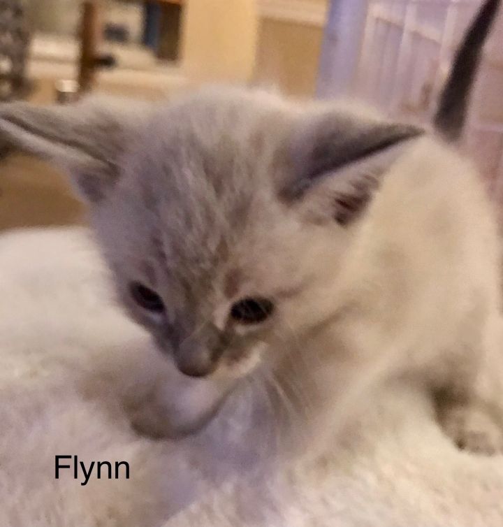 Flynn 3