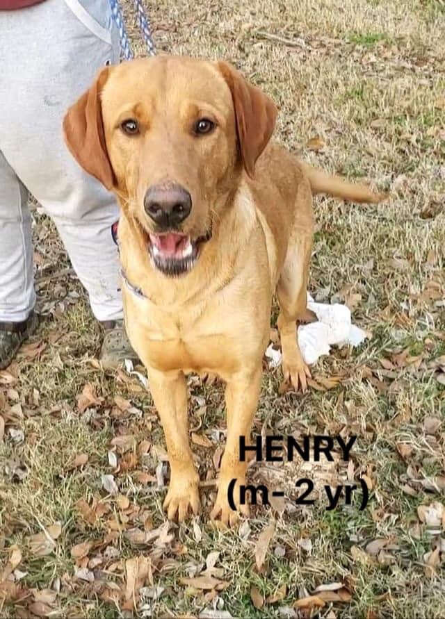 Henry 1