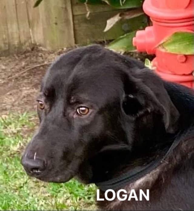 Logan detail page