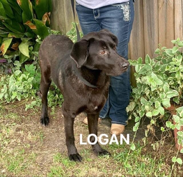 Logan 2
