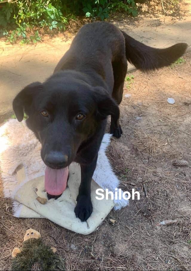 Shiloh 1