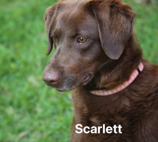 Scarlette 2