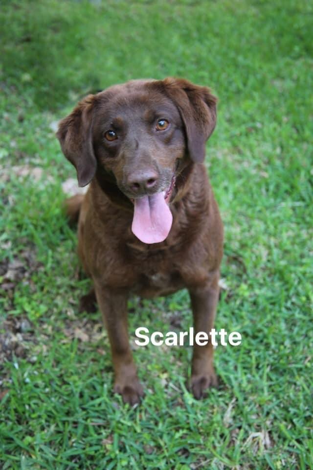 Scarlette 1