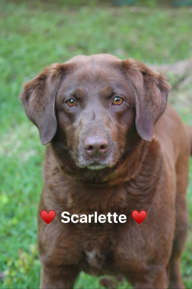 Scarlette 4