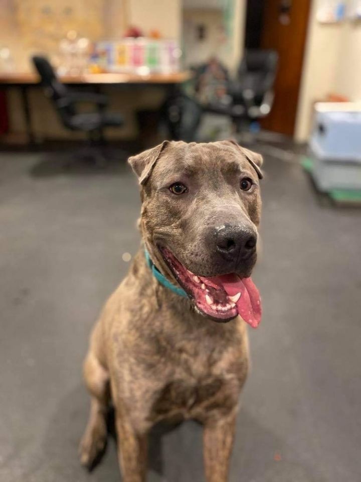 Dog for adoption - Rex, a Pit Bull Terrier & Shar-Pei Mix in Franklin, PA |  Petfinder
