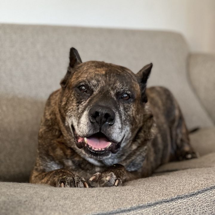 Buddy 1