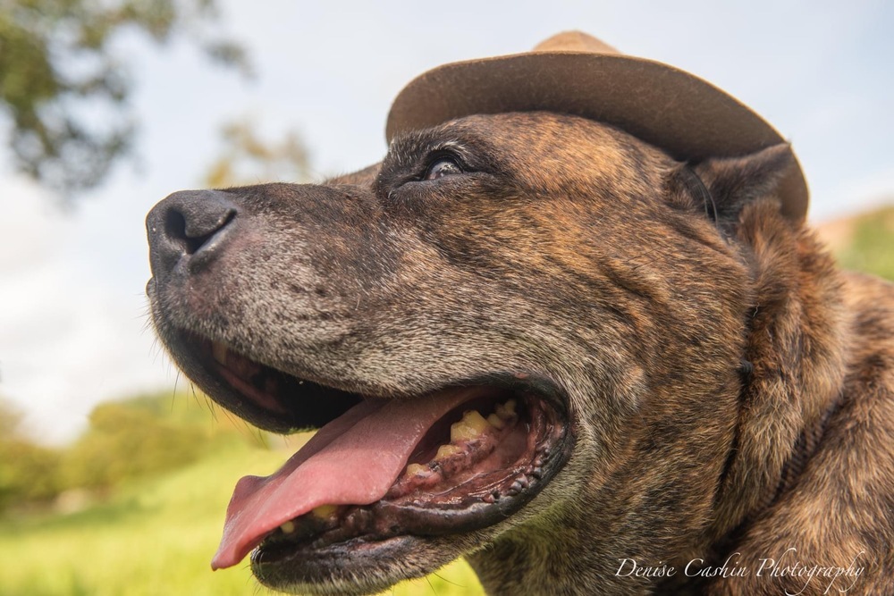 Buddy, an adoptable Boxer in Melbourne Beach, FL, 32951 | Photo Image 3