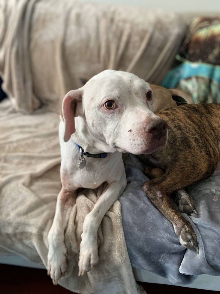 Pretty Girl, an adoptable Pit Bull Terrier in Melbourne Beach, FL, 32951 | Photo Image 1