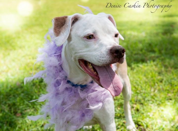 Pretty Girl, an adoptable Pit Bull Terrier Mix in Melbourne Beach, FL_image-2