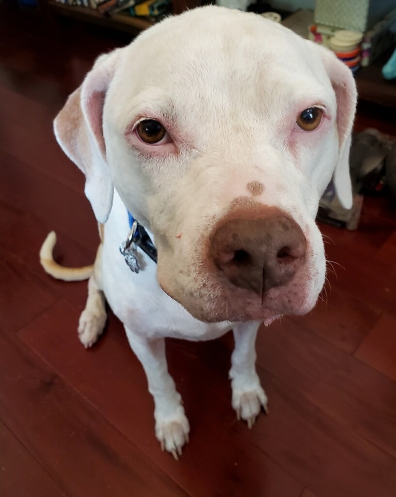 Pretty Girl, an adoptable Pit Bull Terrier in Melbourne Beach, FL, 32951 | Photo Image 4