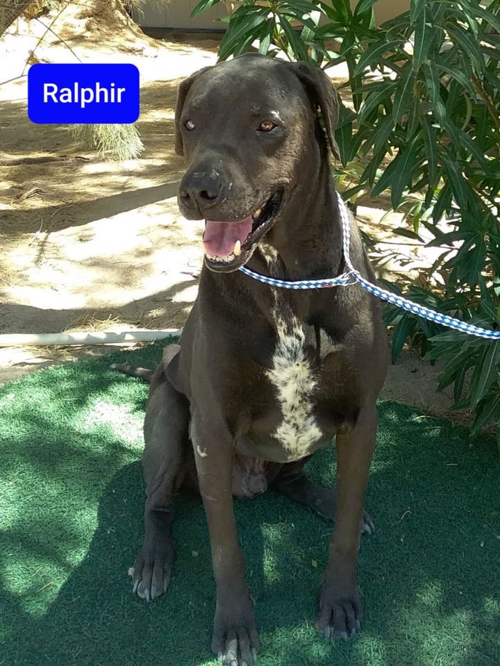 Dog For Adoption Ralphie A Labrador Retriever Great Dane Mix In Las Vegas Nv Petfinder