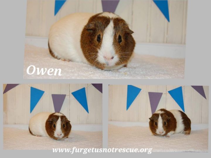 Owen  2