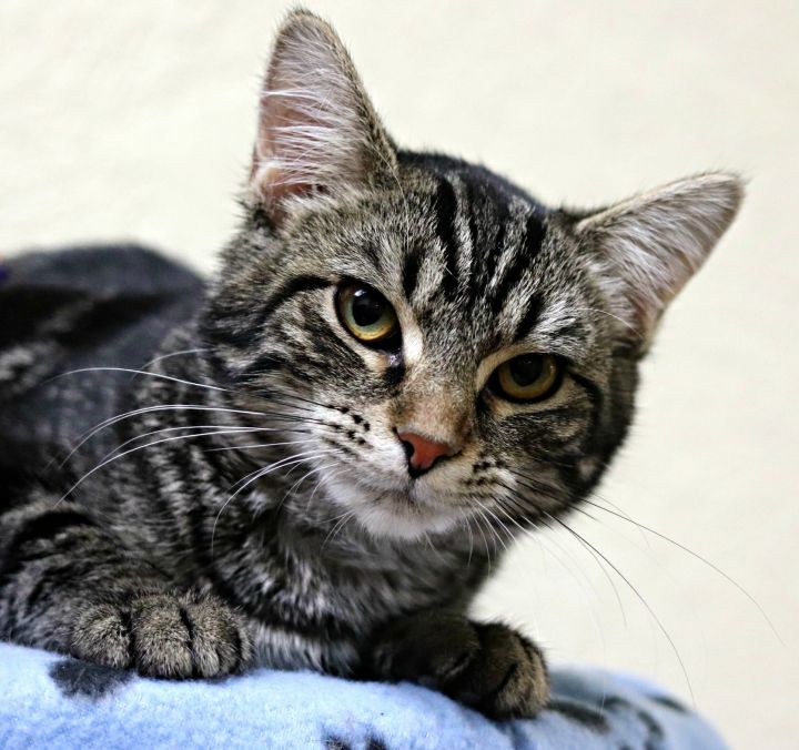 Beulah, an adoptable Tabby in Rushville, IL_image-1