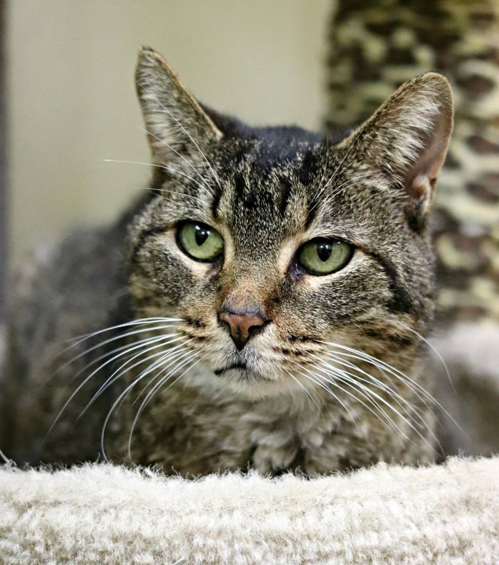 Millie, an adoptable Tabby in Rushville, IL_image-2