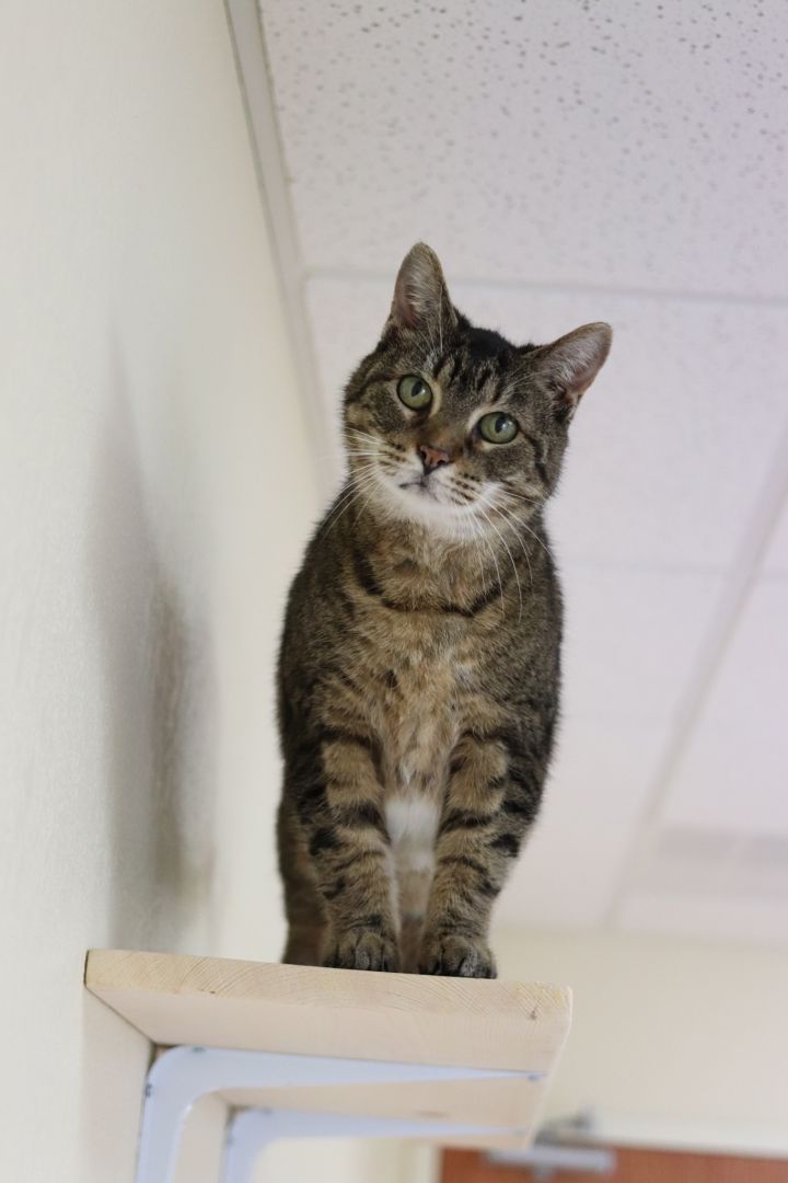 Millie, an adoptable Tabby in Rushville, IL_image-1