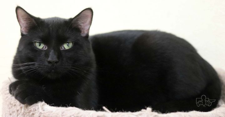 Ray, an adoptable Domestic Short Hair in Rushville, IL_image-1