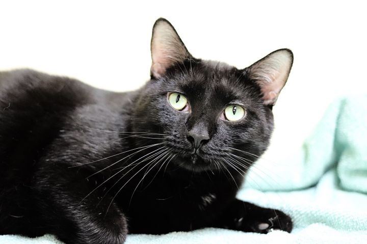 Ray, an adoptable Domestic Short Hair in Rushville, IL_image-2