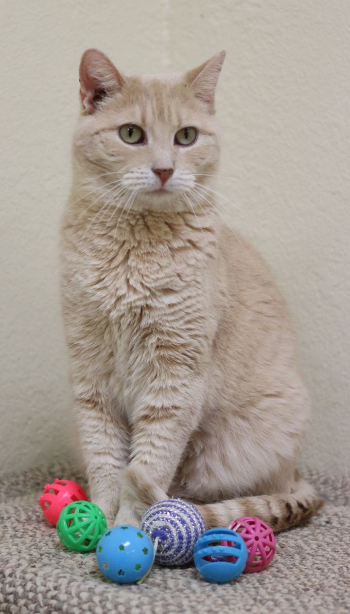 Butterscotch, an adoptable Domestic Short Hair in Rushville, IL_image-1