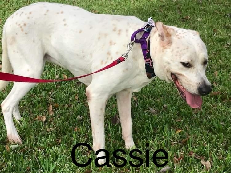 Cassiopeia, an adoptable Labrador Retriever, Australian Cattle Dog / Blue Heeler in Sebring, FL, 33870 | Photo Image 3