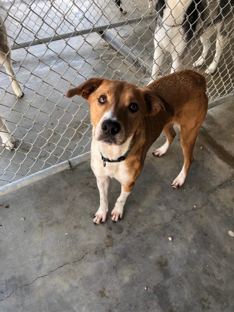 Lola Haven, an adoptable Labrador Retriever, Australian Shepherd in Washburn, MO, 65772 | Photo Image 2