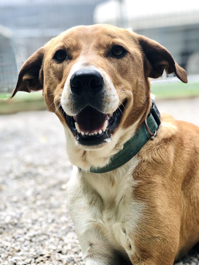 Lola Haven, an adoptable Labrador Retriever, Australian Shepherd in Washburn, MO, 65772 | Photo Image 3