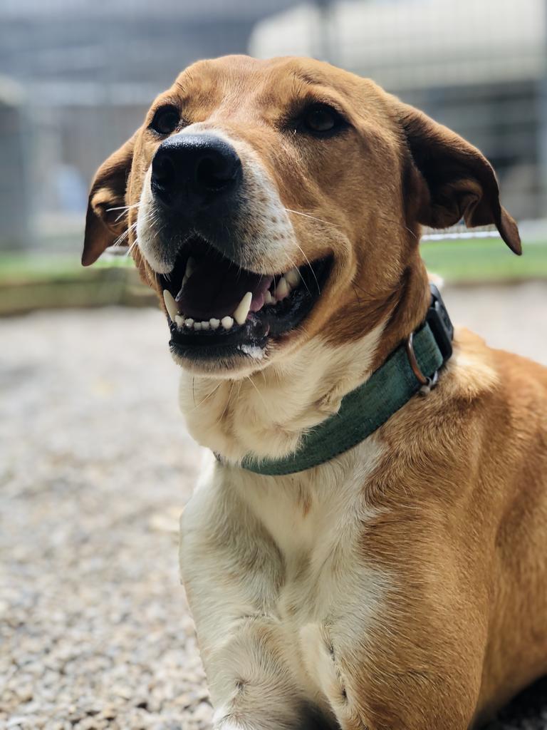 Lola Haven, an adoptable Labrador Retriever, Australian Shepherd in Washburn, MO, 65772 | Photo Image 4