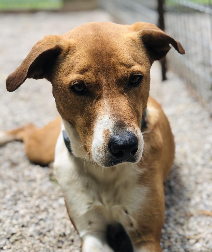 Lola Haven, an adoptable Labrador Retriever, Australian Shepherd in Washburn, MO, 65772 | Photo Image 5