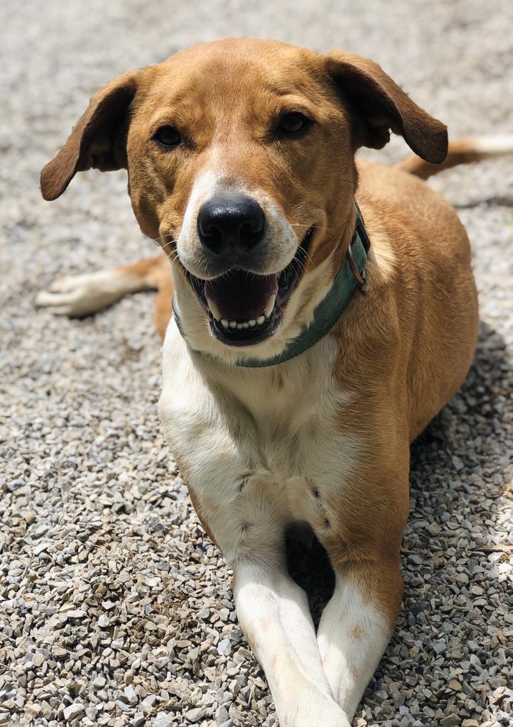 Lola Haven, an adoptable Labrador Retriever, Australian Shepherd in Washburn, MO, 65772 | Photo Image 6