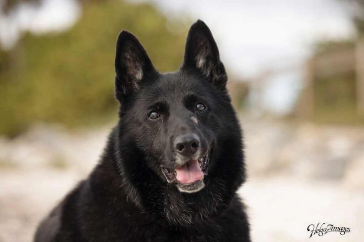 Nya, an adoptable German Shepherd Dog in Tampa, FL_image-1