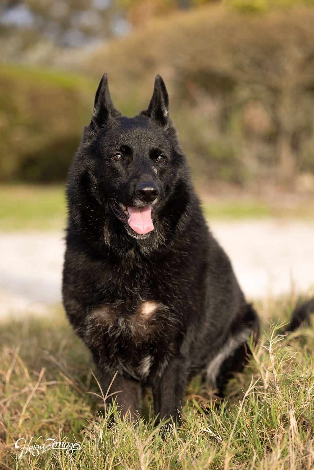 Nya, an adoptable German Shepherd Dog in Tampa, FL, 33611 | Photo Image 1
