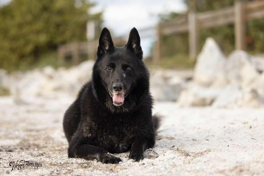 Nya - F, an adoptable German Shepherd Dog in Tampa, FL, 33611 | Photo Image 2