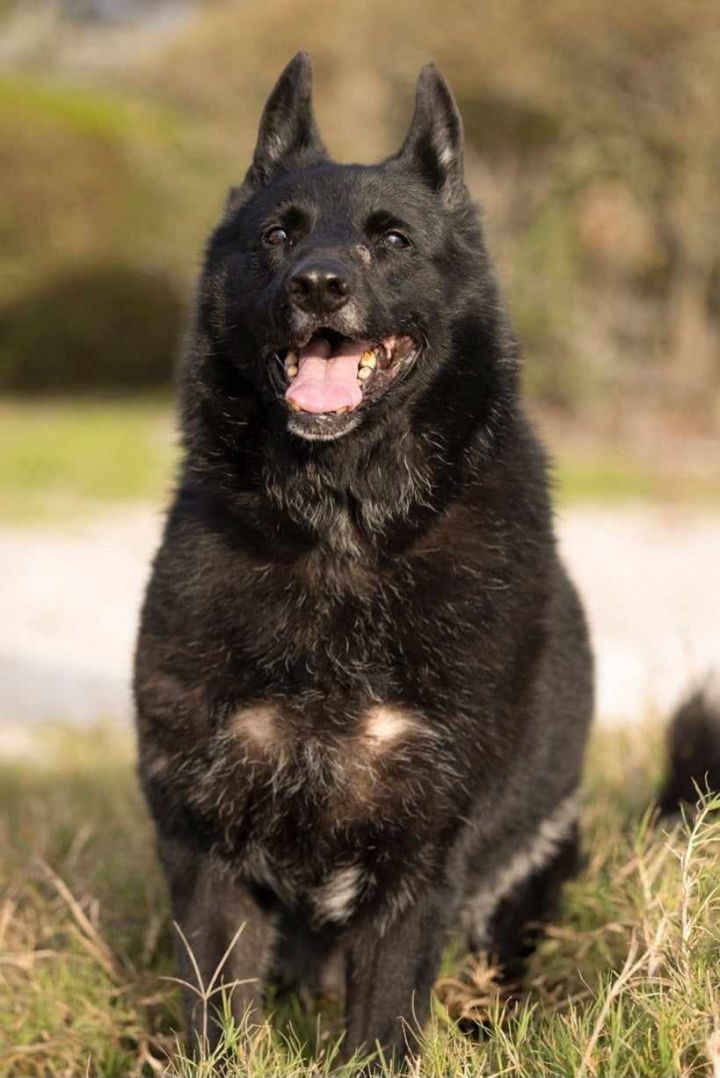 Nya, an adoptable German Shepherd Dog in Tampa, FL_image-3