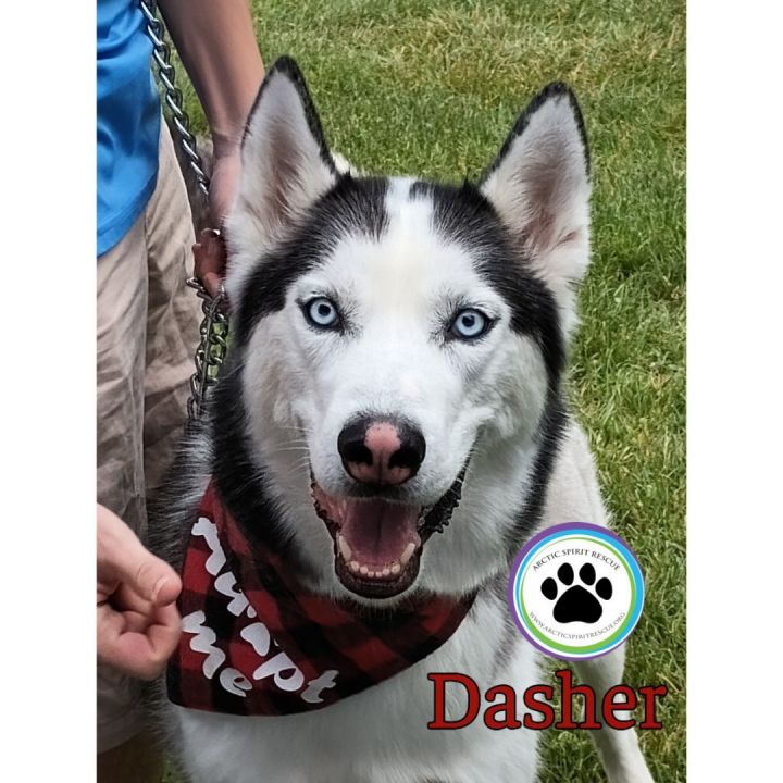 Dasher, an adoptable Siberian Husky in West Chester, PA_image-4