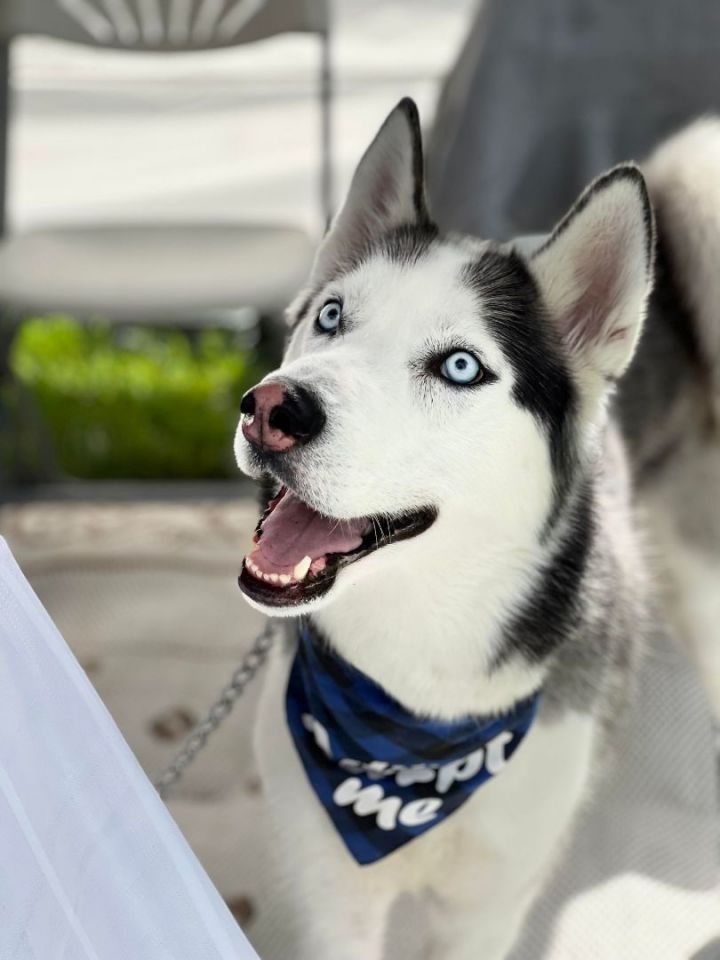 Dasher, an adoptable Siberian Husky in West Chester, PA_image-1