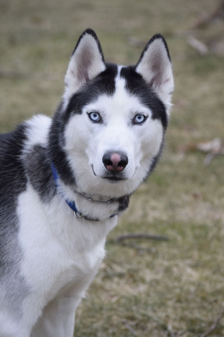 Dasher, an adoptable Siberian Husky in West Chester, PA_image-5