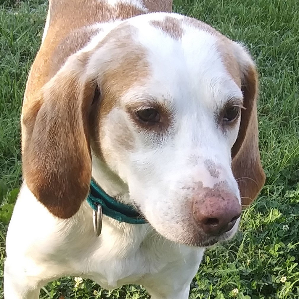 Cupid, an adoptable Hound in Tappahannock, VA, 22560 | Photo Image 1