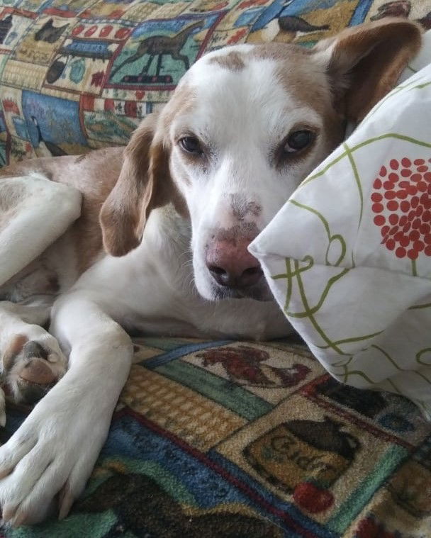 Cupid, an adoptable Hound in Tappahannock, VA, 22560 | Photo Image 2