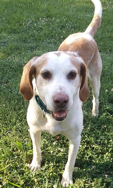 Cupid, an adoptable Hound in Tappahannock, VA, 22560 | Photo Image 3