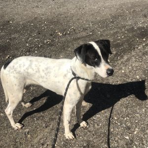 Dogs For Adoption Near Chichester Nh Petfinder