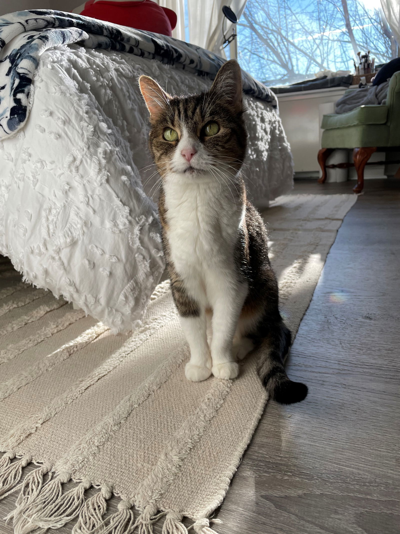 Amanda, an adoptable Tabby in Rockville, MD, 20853 | Photo Image 3