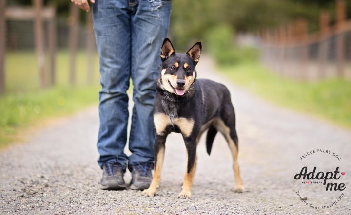 Ada, an adoptable Australian Cattle Dog / Blue Heeler Mix in Seattle, WA_image-2