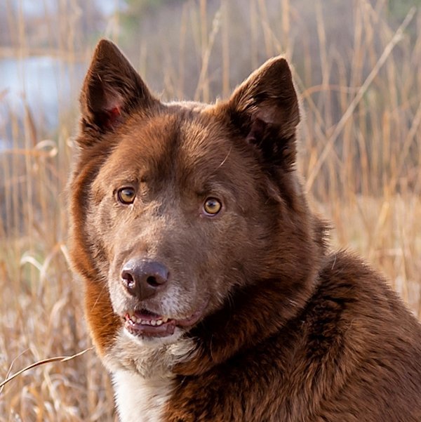 Morgan, an adoptable Siberian Husky in Omaha, NE, 68106 | Photo Image 3