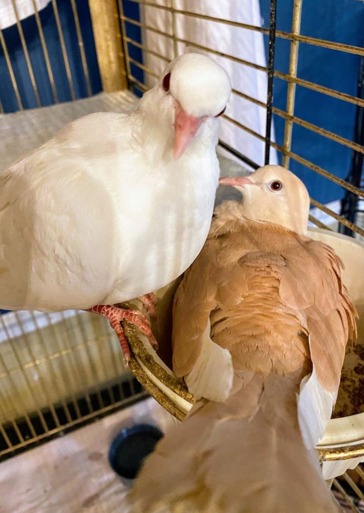 Almond & Joy (bonded pair) *Local Midwest adoption only* 1