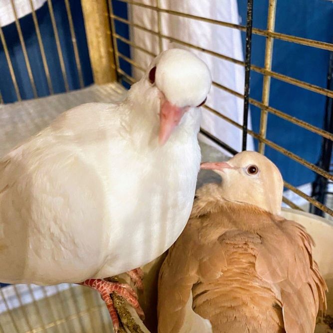 Almond & Joy (bonded pair) *Local Midwest adoption only*