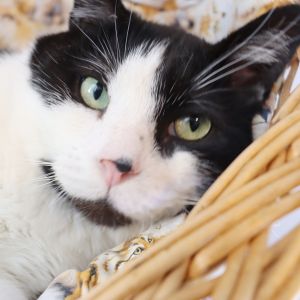 Eeyore - Sweetheart Special Needs Kitty
